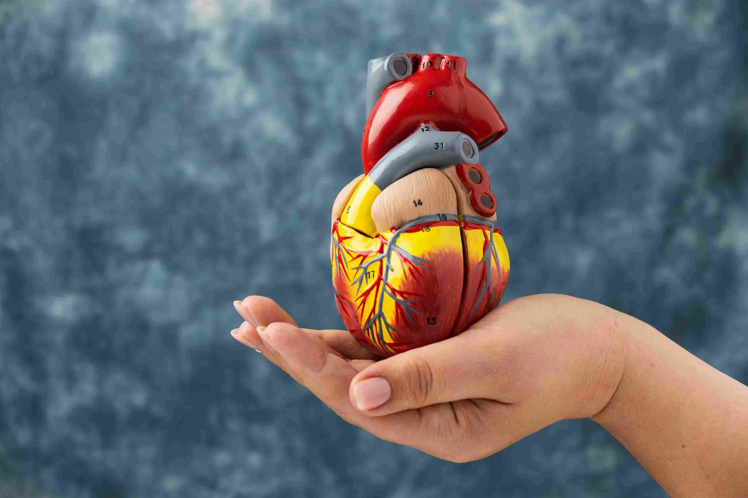 heart anatomy